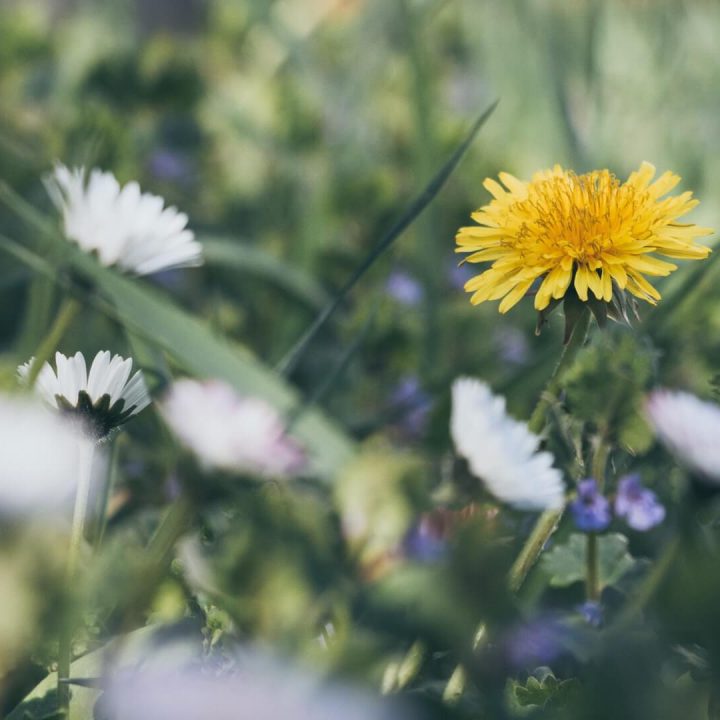 Dandelion Flower Plant