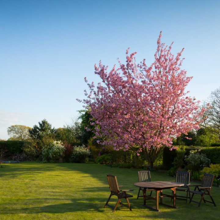 Cherry blossom tree in garden